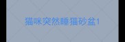 猫咪突然睡猫砂盆