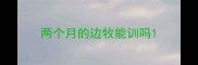 两个月的边牧能训吗