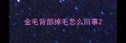金毛背部掉毛怎么回事