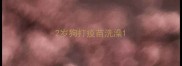 2岁狗打疫苗洗澡