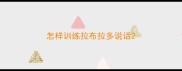 怎样训练拉布拉多说话