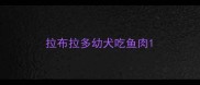 拉布拉多幼犬吃鱼肉