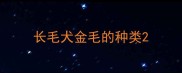 长毛犬金毛的种类