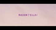 狗疫苗肿了怎么办