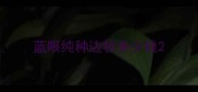 蓝眼纯种边牧多少钱