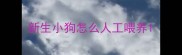 新生小狗怎么人工喂养