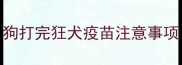 狗打完狂犬疫苗注意事项