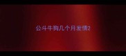公斗牛狗几个月发情