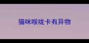 猫咪喉咙卡有异物
