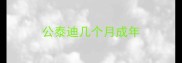 公泰迪几个月成年