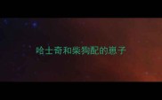 哈士奇和柴狗配的崽子