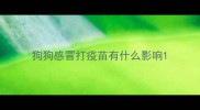 狗狗感冒打疫苗有什么影响