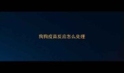 狗狗疫苗反应怎么处理