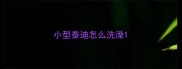 小型泰迪怎么洗澡