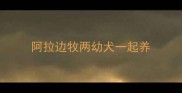 阿拉边牧两幼犬一起养