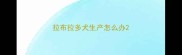 拉布拉多犬生产怎么办