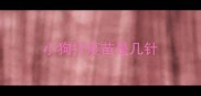 小狗打疫苗是几针