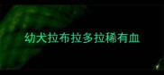 幼犬拉布拉多拉稀有血