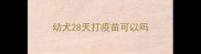 幼犬28天打疫苗可以吗