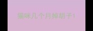 猫咪几个月掉胡子