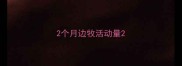 2个月边牧活动量