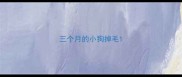 三个月的小狗掉毛