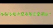 新手必看拉布拉多咬鸟是本能还是调皮3招教你纠正