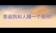 泰迪狗和人睡一个房间