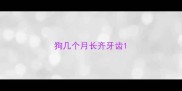 狗几个月长齐牙齿