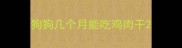 狗狗几个月能吃鸡肉干