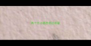 两个月小猫思密达用量
