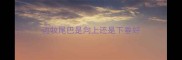 边牧尾巴是向上还是下垂好