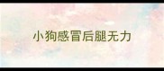 小狗感冒后腿无力