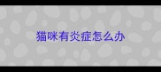 猫咪有炎症怎么办