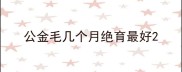 公金毛几个月绝育最好