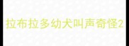 拉布拉多幼犬叫声奇怪
