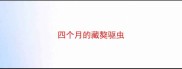 四个月的藏獒驱虫