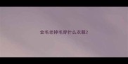 金毛老掉毛穿什么衣服