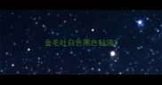 金毛吐白色黑色粘液