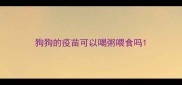 狗狗的疫苗可以喝粥喂食吗