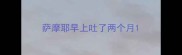 萨摩耶早上吐了两个月