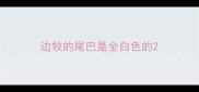 边牧的尾巴是全白色的