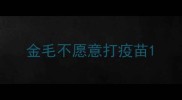 金毛不愿意打疫苗
