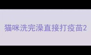 猫咪洗完澡直接打疫苗