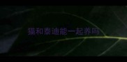 猫和泰迪能一起养吗
