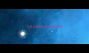 边牧宠物级和血统级的区别