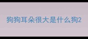 狗狗耳朵很大是什么狗