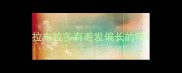 拉布拉多有毛发偏长的吗