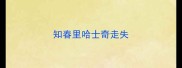 知春里哈士奇走失