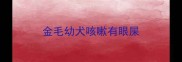 金毛幼犬咳嗽有眼屎